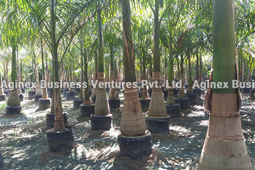 Organic fertilizer for plants and vegetables