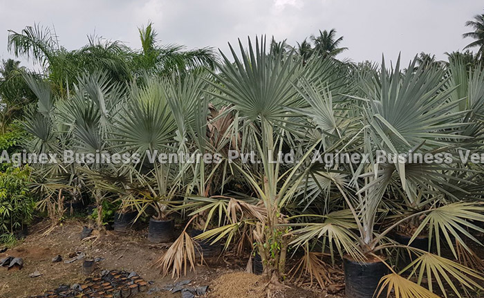 Aginex - Buy Plants Near Me|Garden Plants For Sale|Coconut ...
