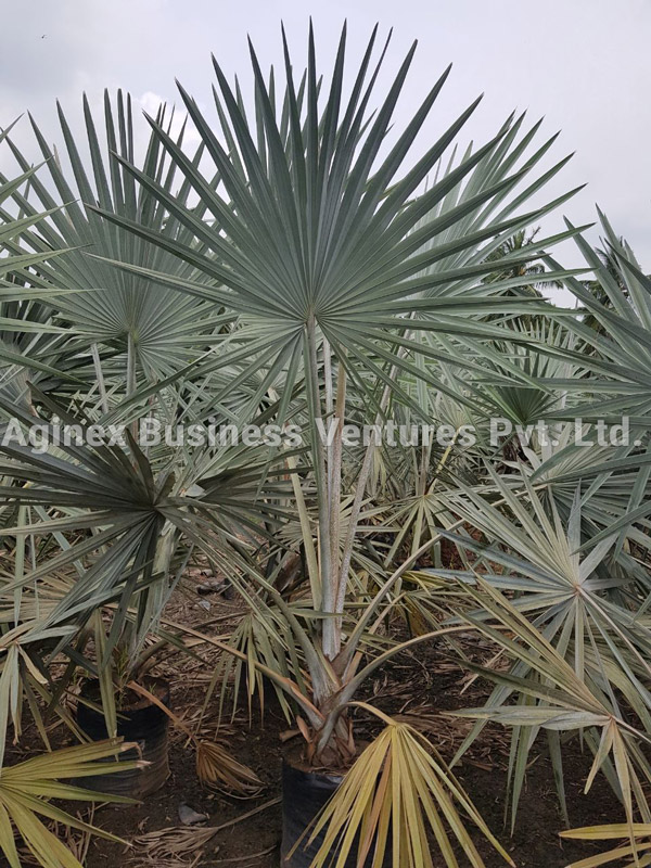 Bismarckia Palm for Sale