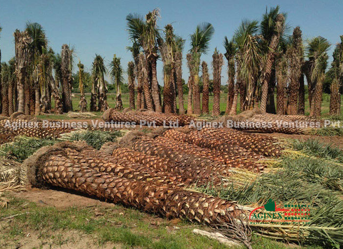 date palm trees for sale