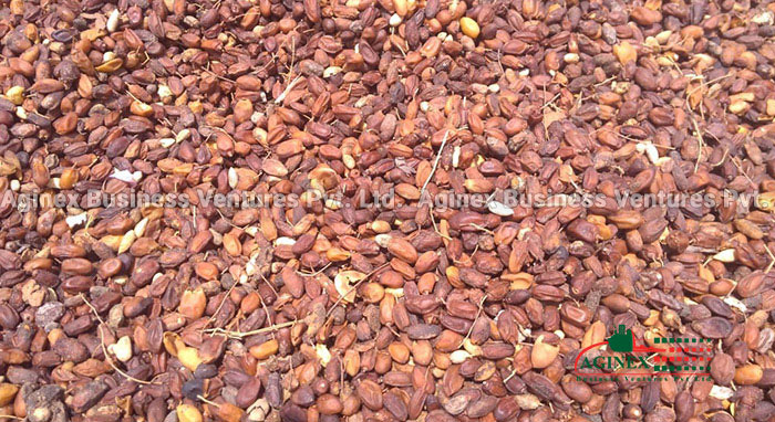 Neem Fruits for sale