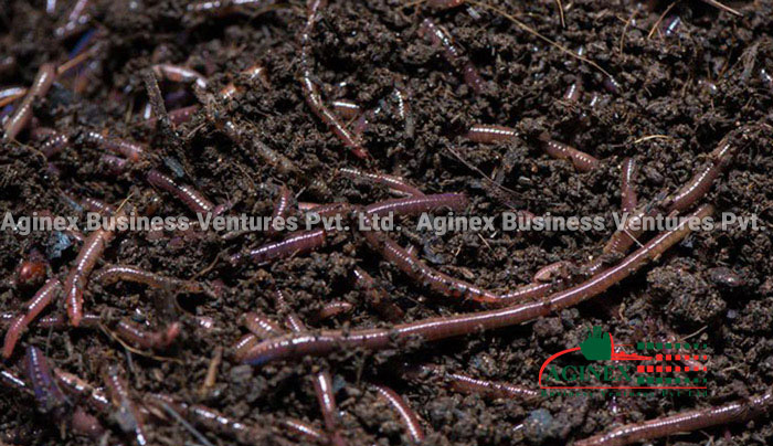 Buy Vermicompost, Vermicompost Plant from India