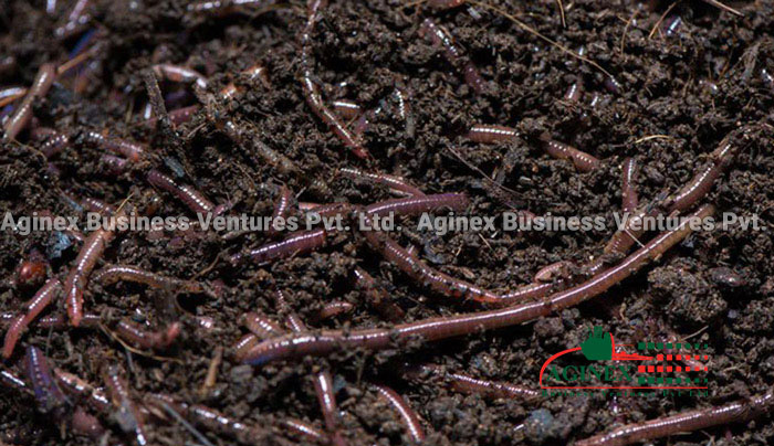 Organic Fertilizer for Plants & Vegetables